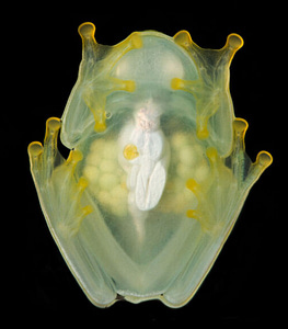 Glassfrogs become transparent by hiding their blood