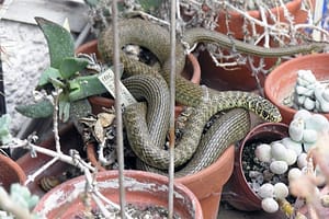 Green Whip Snake, Hierophis viridiflavus