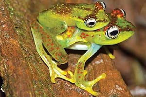 Ankarafa skeleton frog’ was endangered before it was described in 2014.