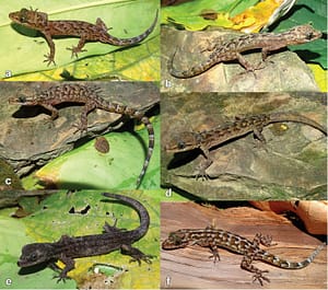 a new gecko from northeast India