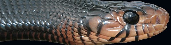 Indigo snake close up