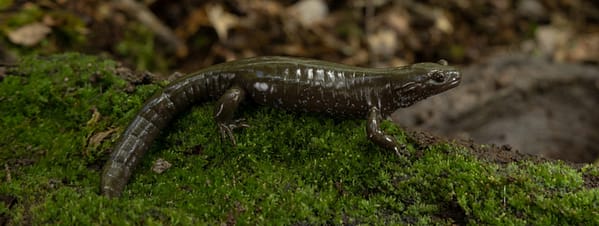 The Fujian Bamboo Salamander (Hynobius bambusicolus) in situ in Southern China on a mat of moss.