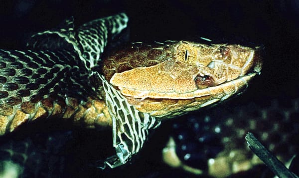 An adult Copperhead starting to shed its skin.