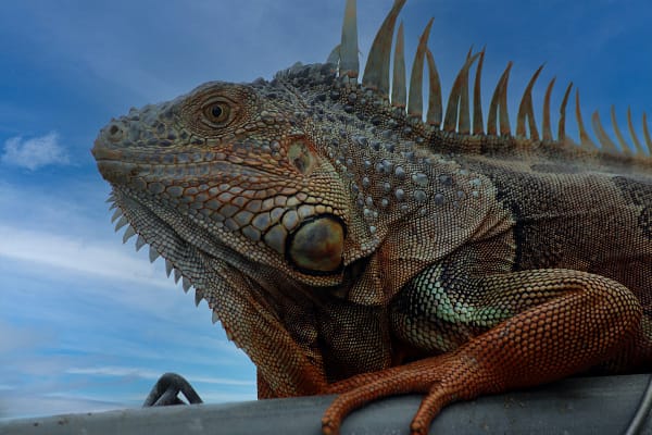 The Common Green Iguana has invaded Florida with human help.