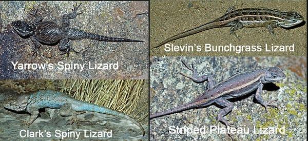 Four photos of Sceloporus from the sky islands. Labels on eachi photo identify it.