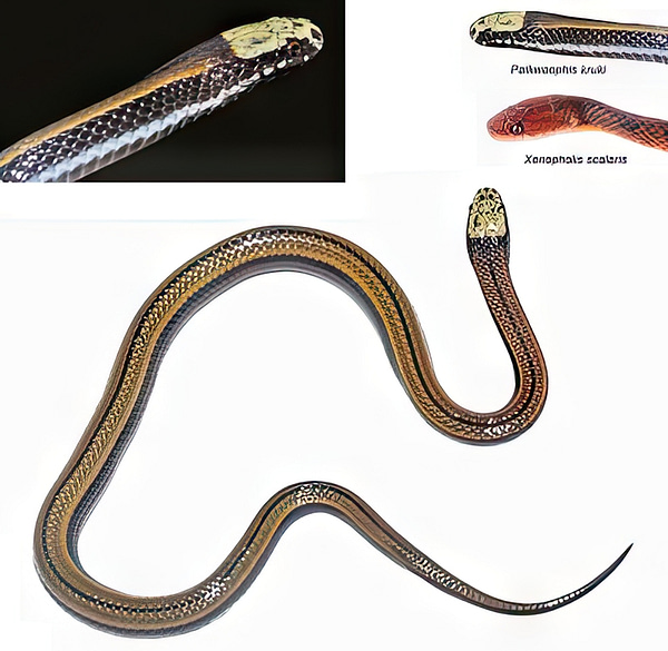 The new snake species Paikwaophis kruki
