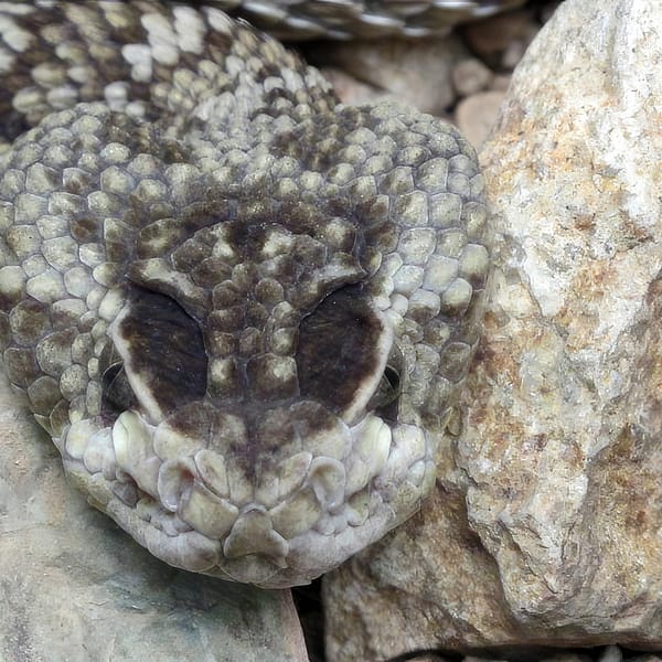 A Mexican Black-tailed Rattlesnake