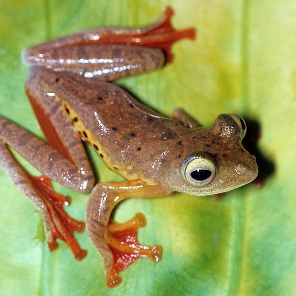 A forest frog from the island of Borneo.