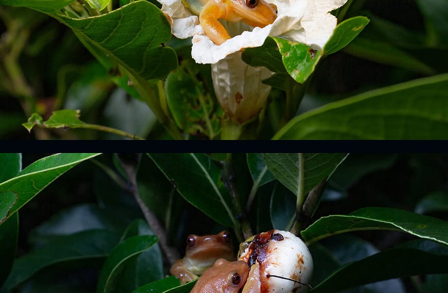 A frog that feeds on flowers and nectar, and pollinates plants