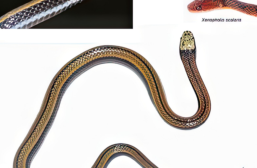 The new snake species Paikwaophis kruki