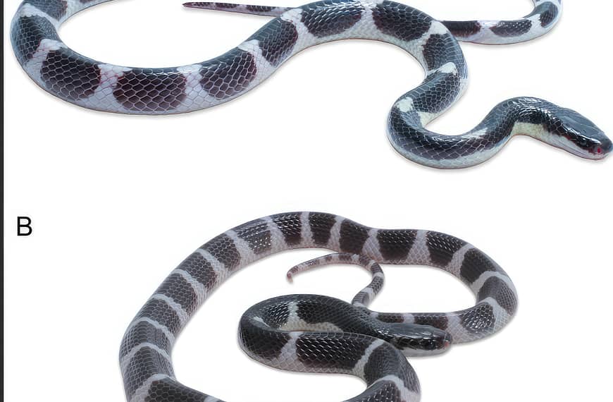 The new krait, Bungarus sagittatus is currently known from type locality Khao Krachom, Suan Phueng District, Ratchaburi Province. The area is part of Tenasserim Mountain Range, which lies on Thai-Myanmar borderline