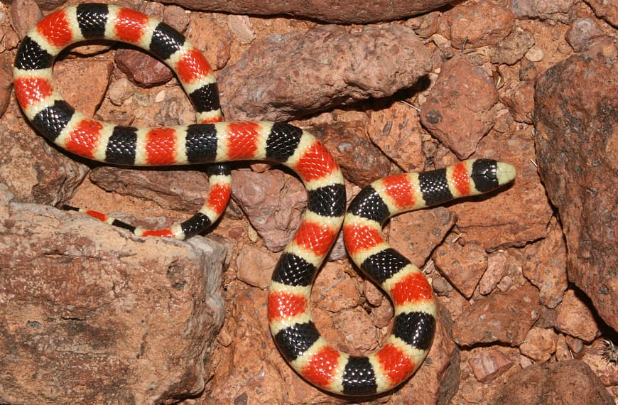 A harmless mimic of coral snakes.