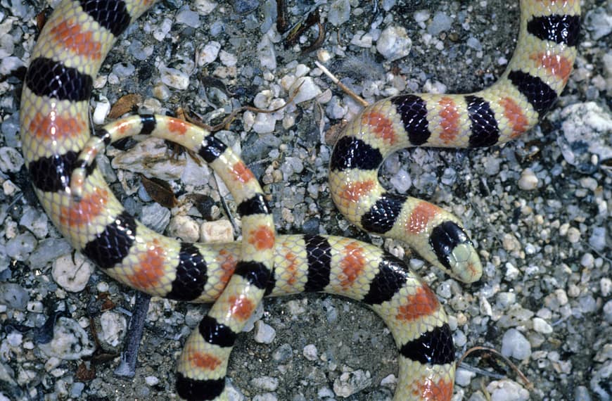 Shovel-nosed Snake, a sand-dwelling species from southern California