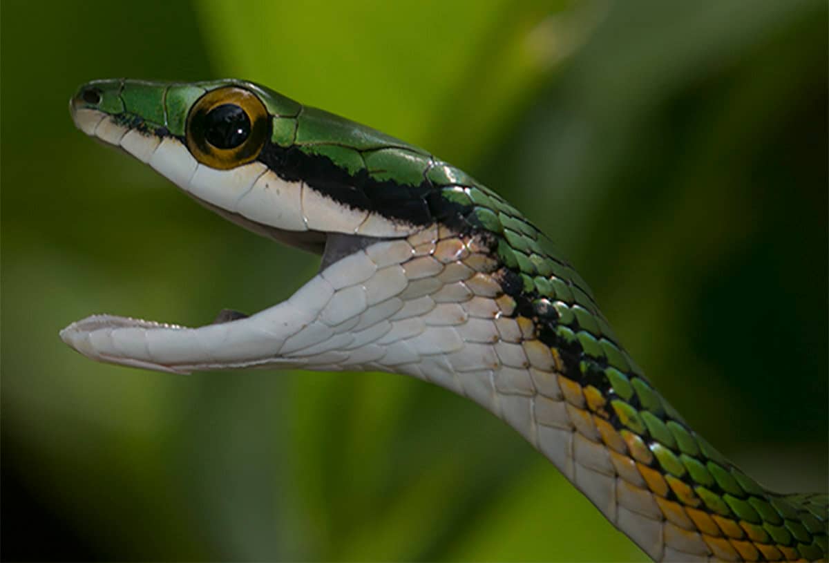 Oliver's Parrot Snake, Leptophis coeruleodorsus