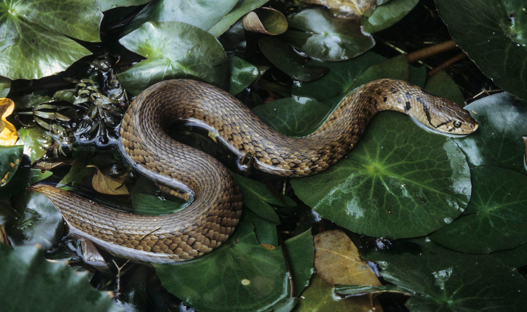 Aquatic Snakes, Diversity and Natural History