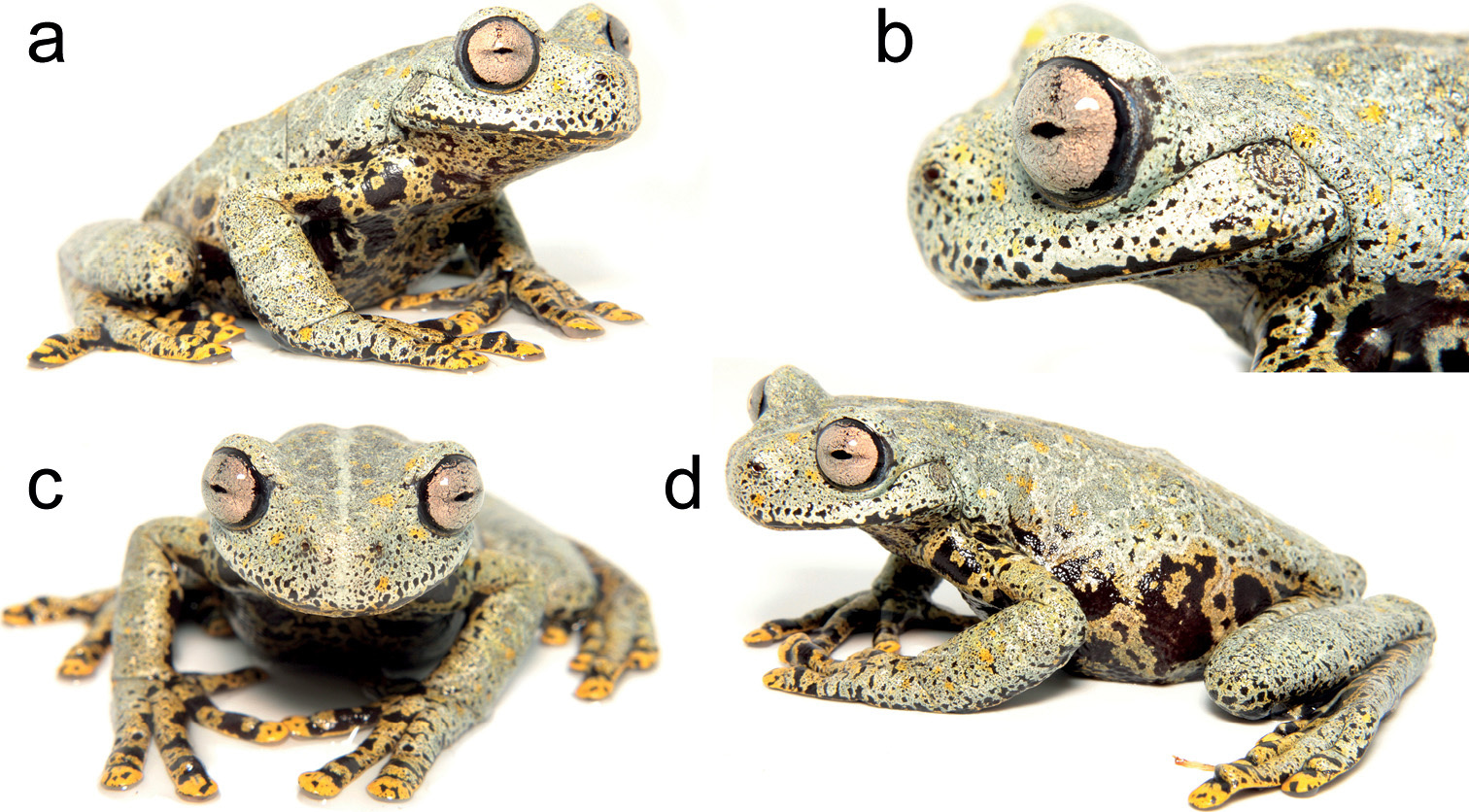 New Frogs from Ecuador