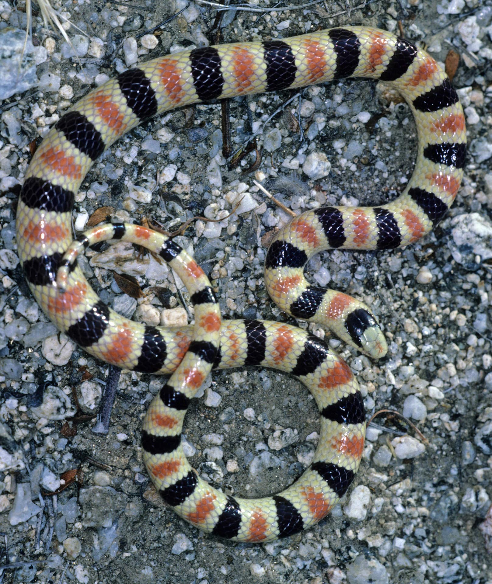 Shovel-nosed Snake, a sand-dwelling species from southern California