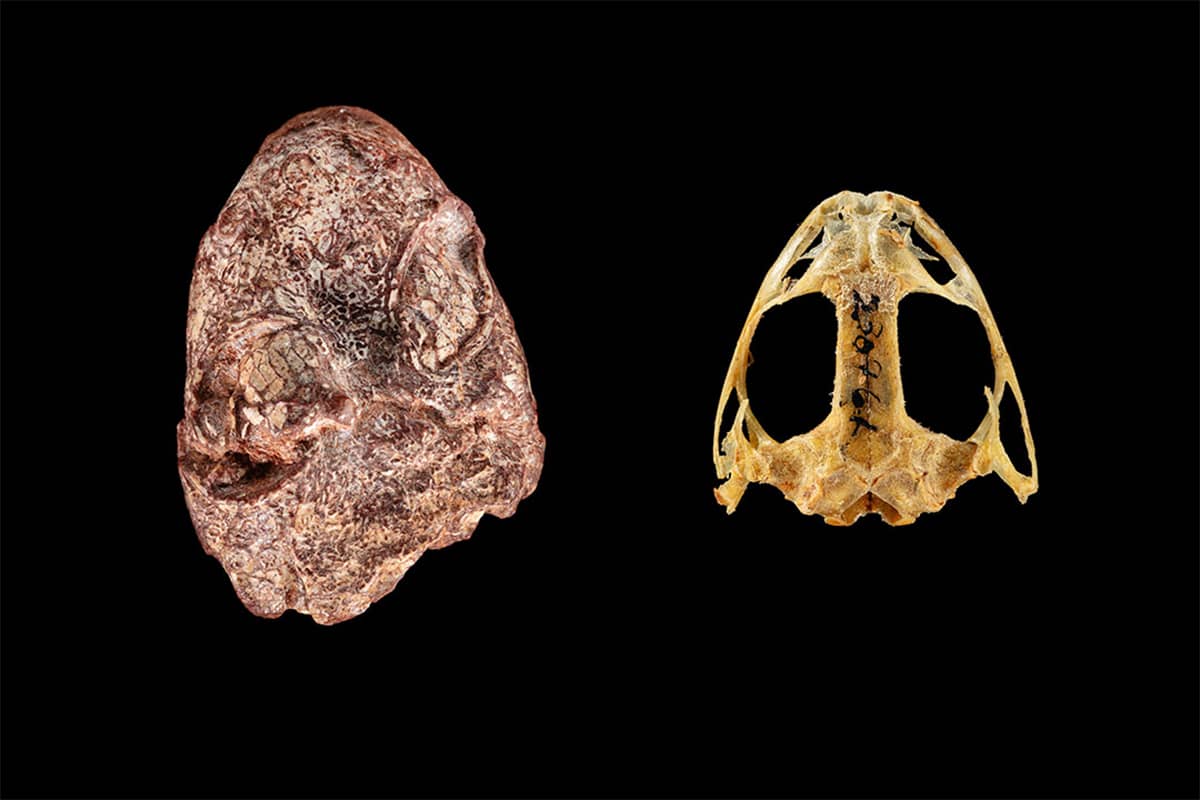 The fossil skull of Kermitops (left) alongside a modern frog skull, Lithobates palustris. (Photos: Brittany M. Hance, Smithsonian)