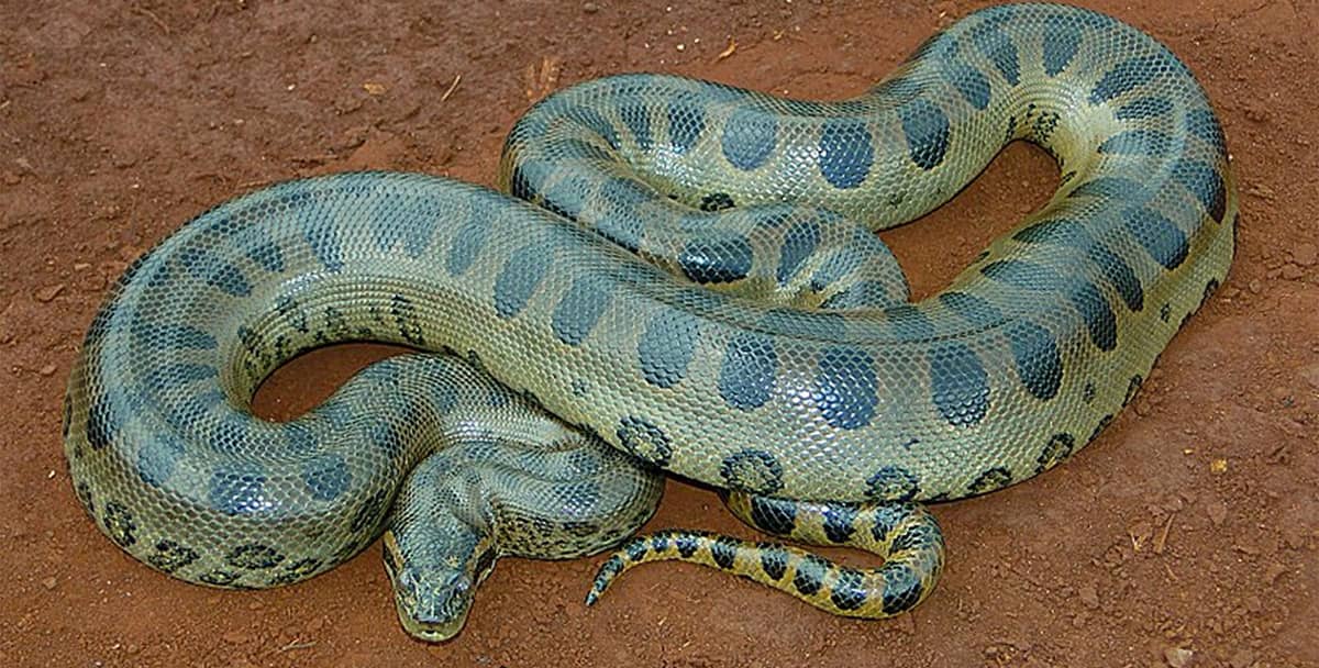 The Controversy Over a Second Species of Giant Anaconda